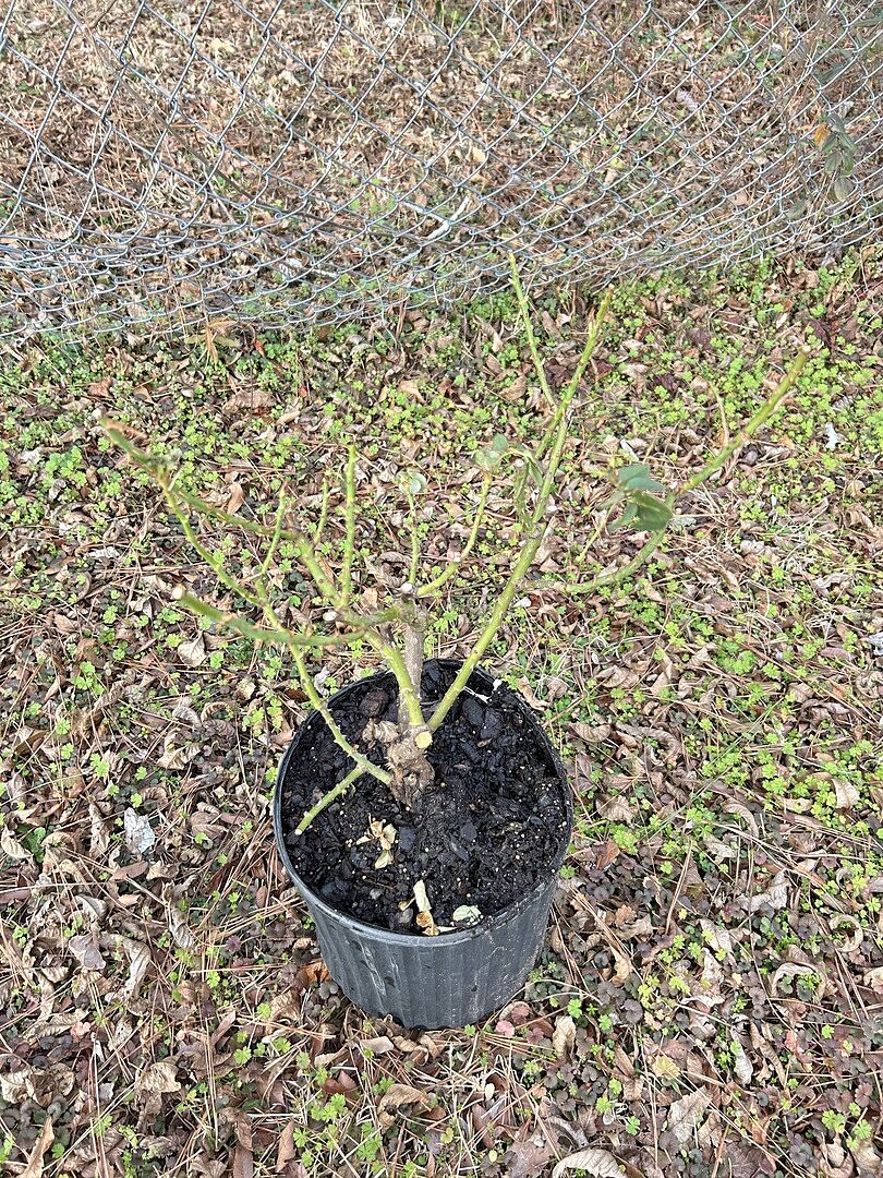 Media from review #2