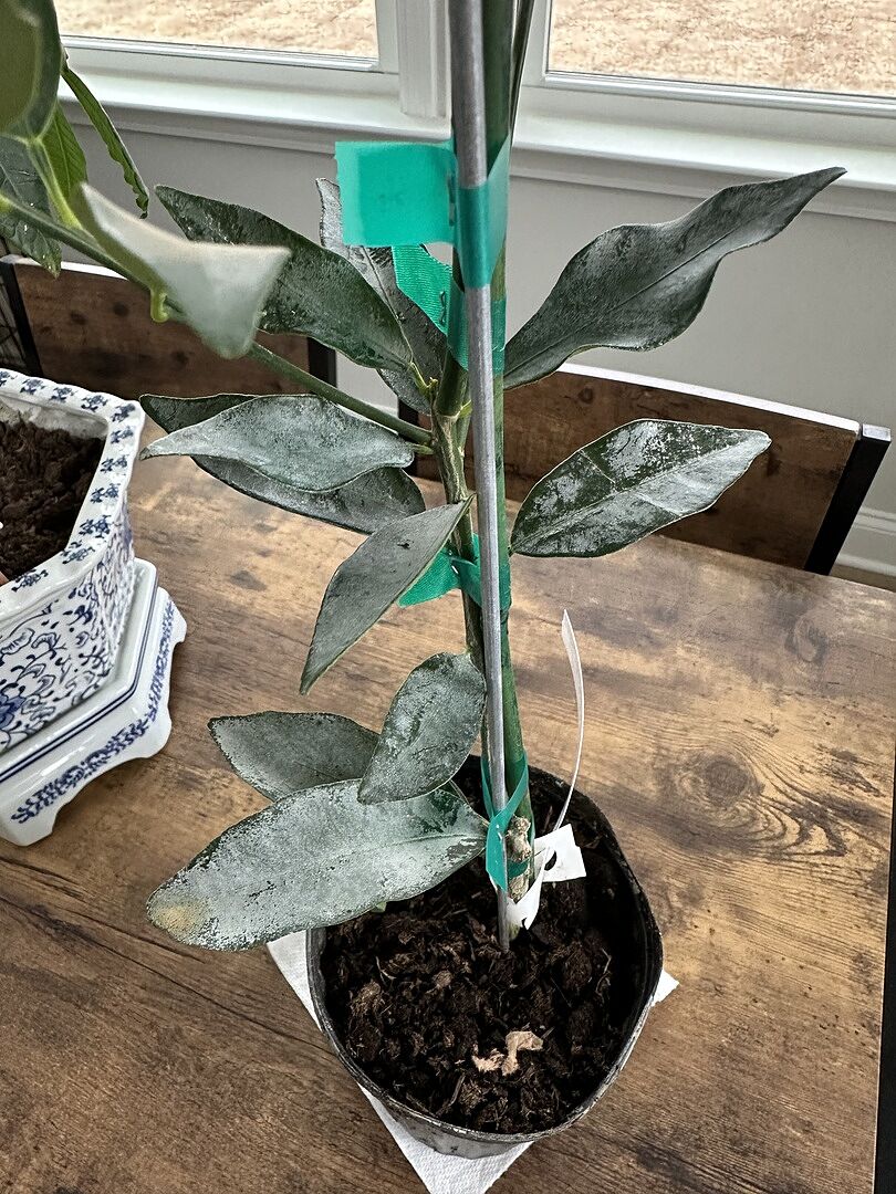 Excited to see it grow