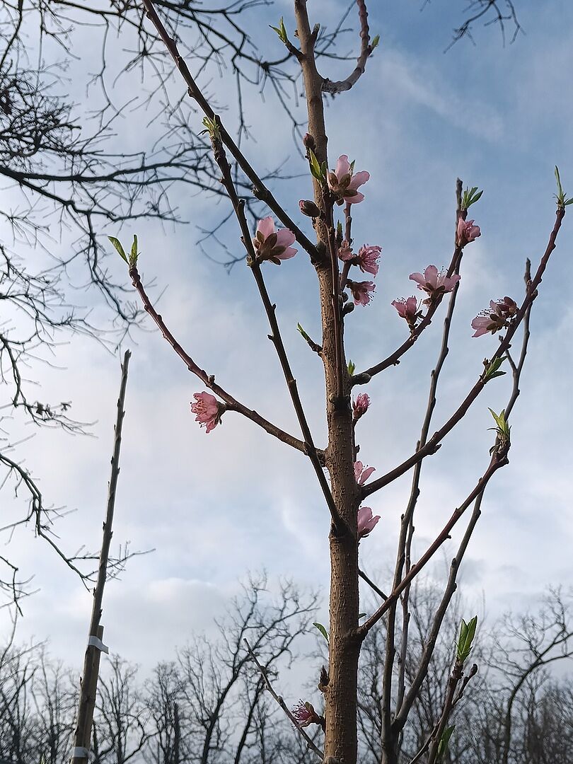 My Beautiful 🍑 🌳