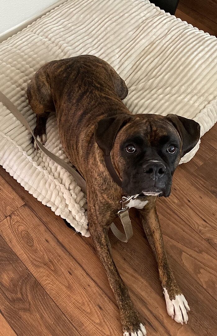 James W.'s brindle Boxer lying on a dog bed