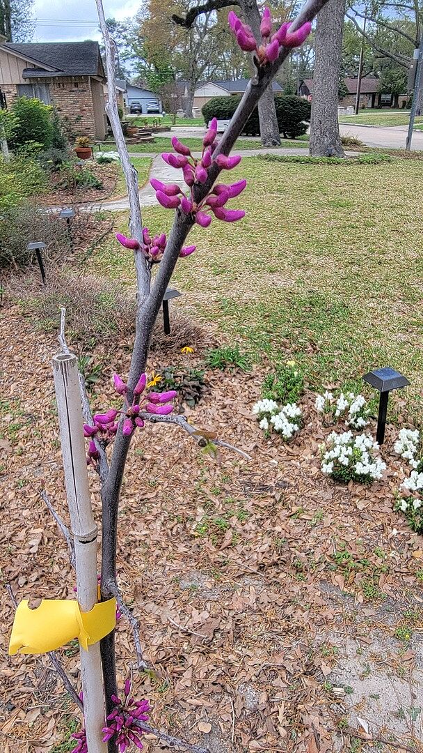 Patience paid off, beautiful tree