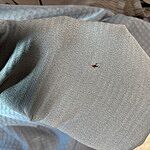 Image of Review by Dru on  8 Mar 2026 number 2