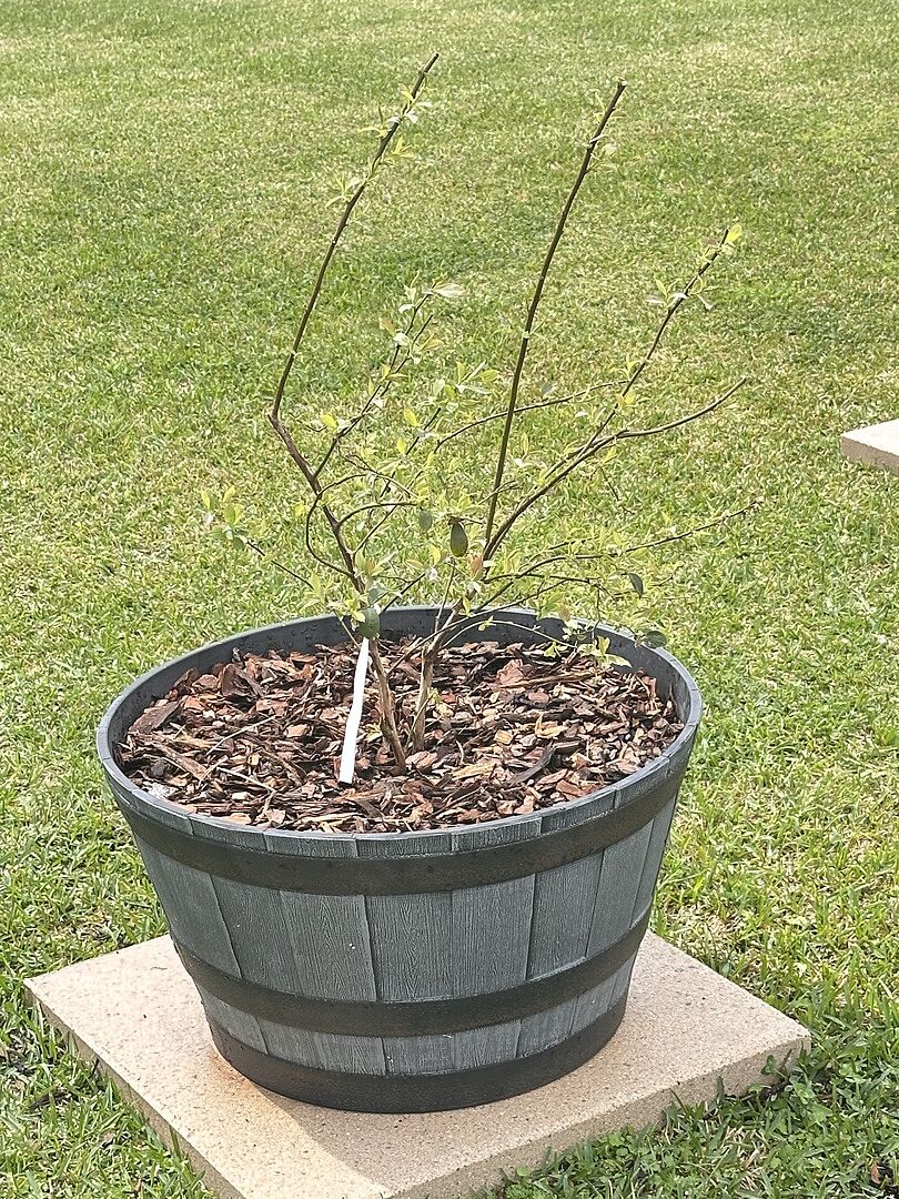 Amazing Blueberry bush