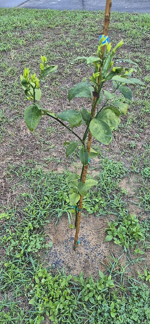 Crestview FL, Owari Satsuma