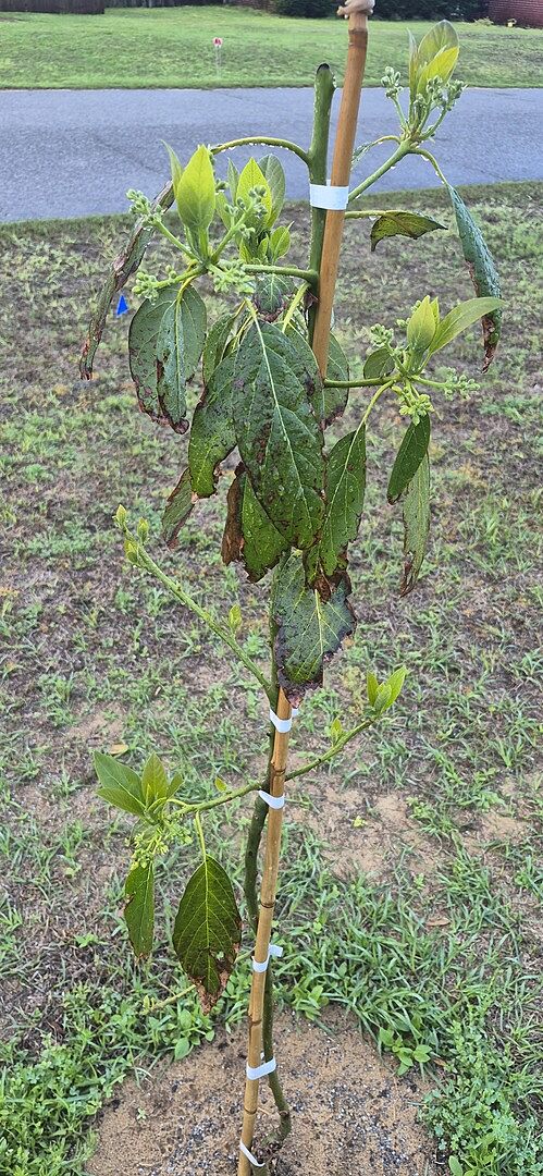 Crestview Fl, Bacon Avocado