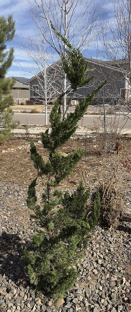 Excellent Service and Beautiful Tree