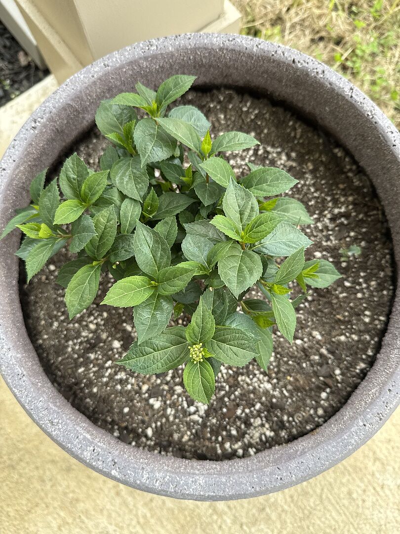 Media from review #2