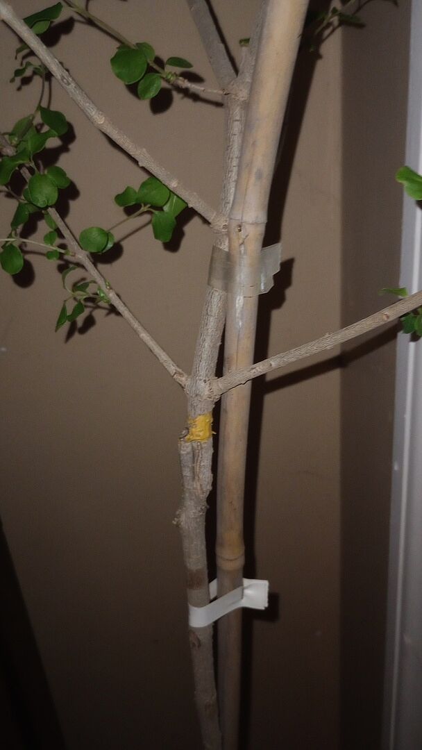 Media from review #2