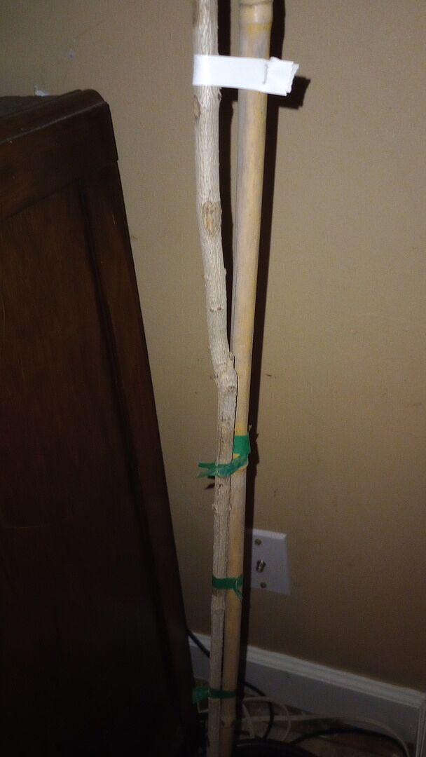 Media from review #3