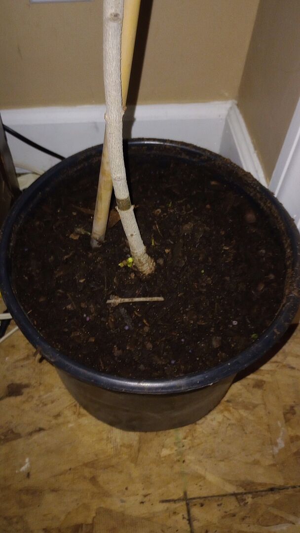 Media from review #4