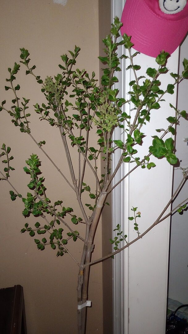 Media from review #5