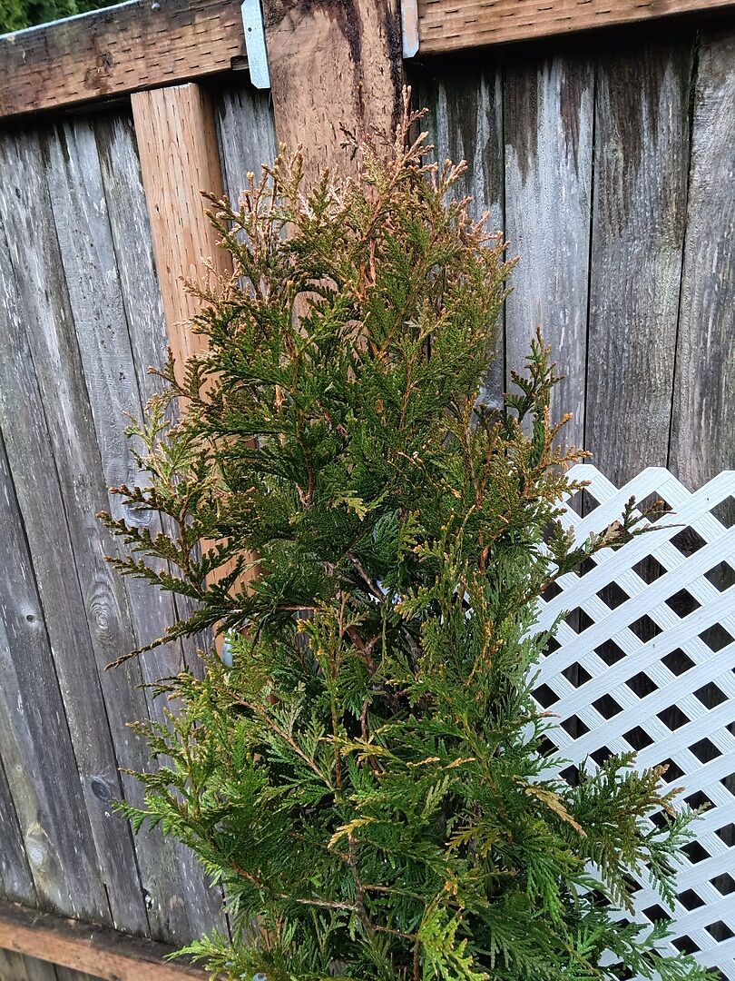 Thuja Green Giant Arborvitae