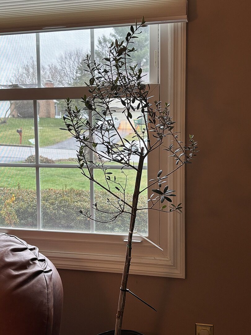 Arbequina Olive Tree