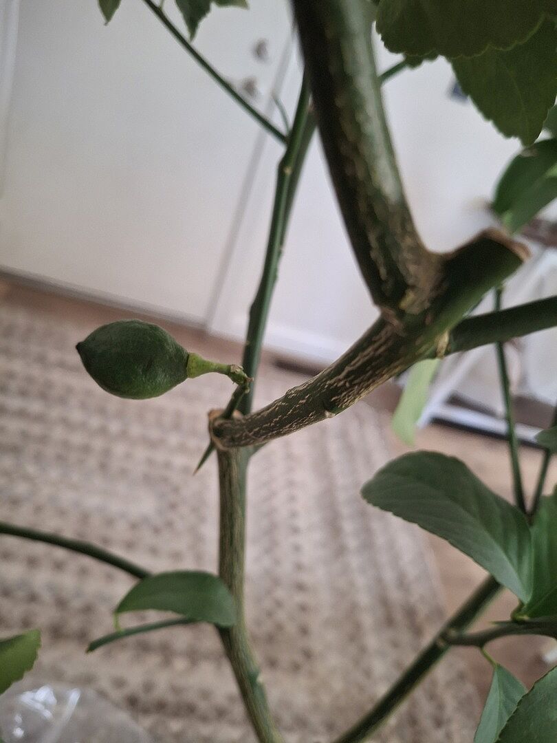 Media from review #2