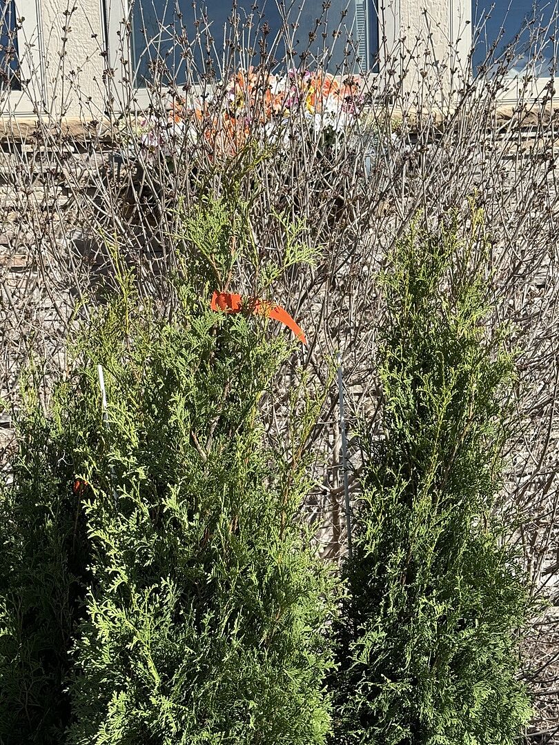 Beautiful even with snow storm delays