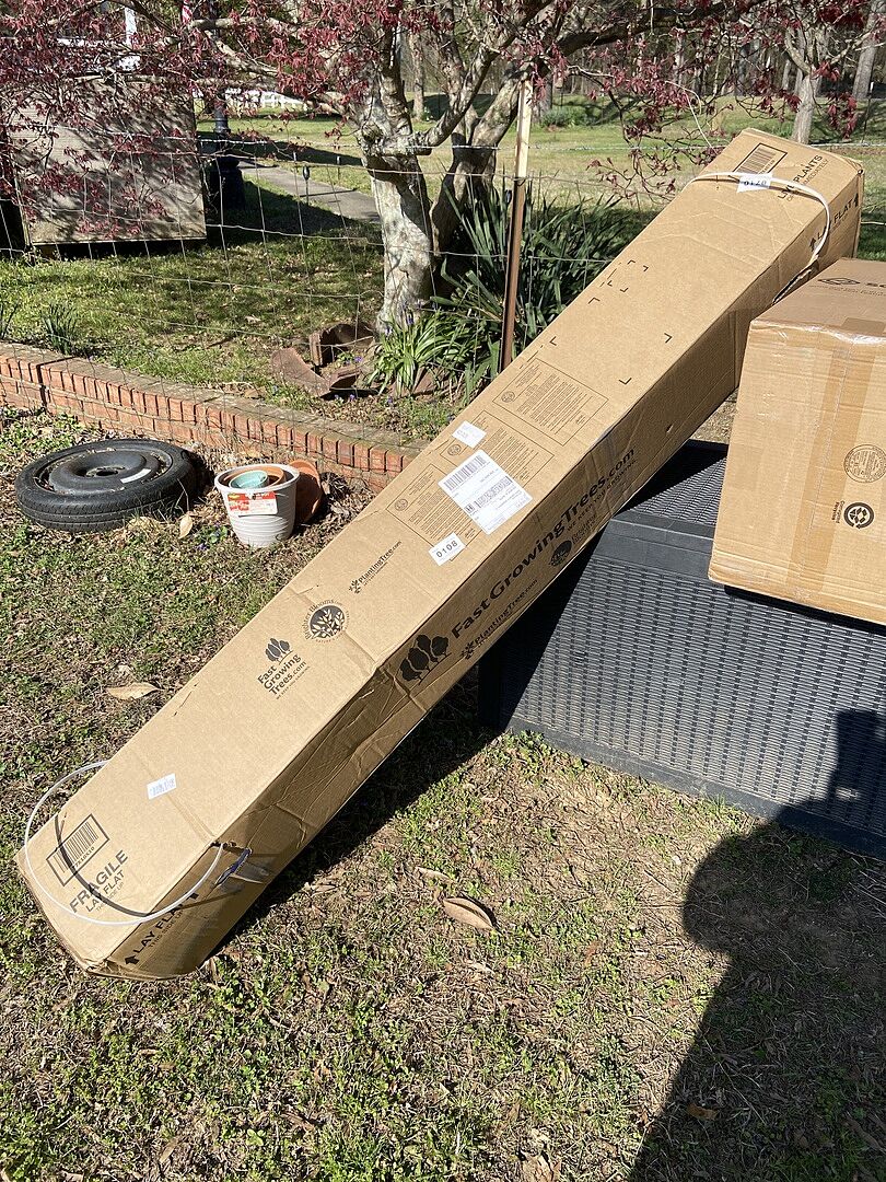 I ordered two trees that