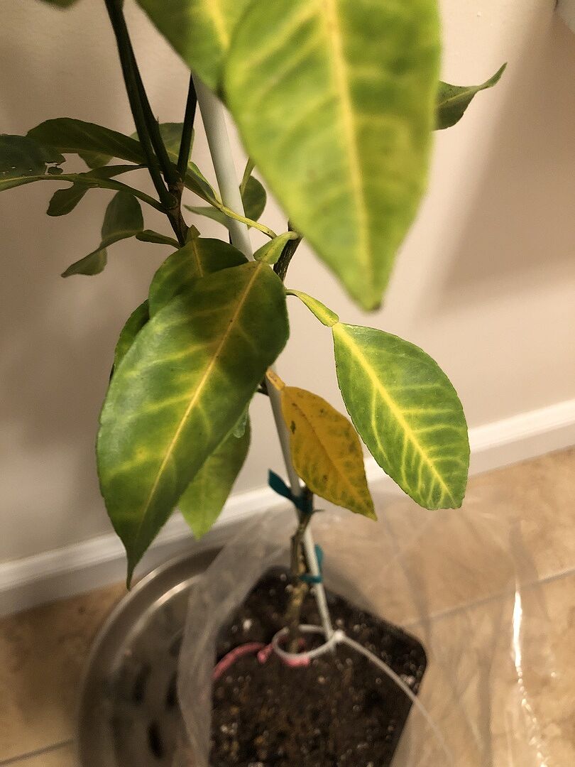 Media from review #2