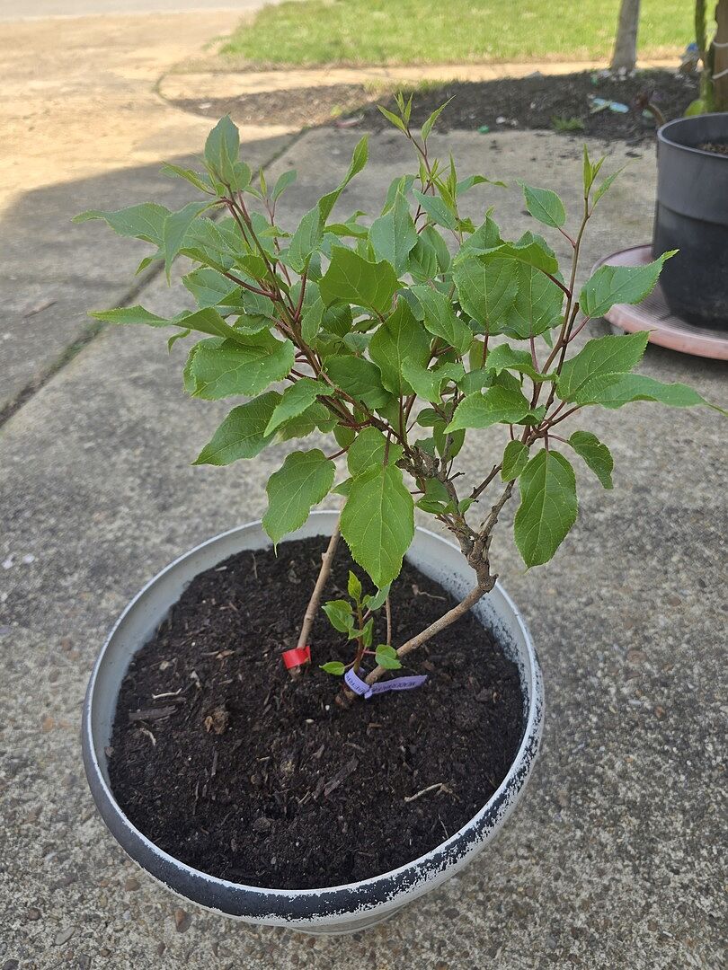 Healthy looking vine!