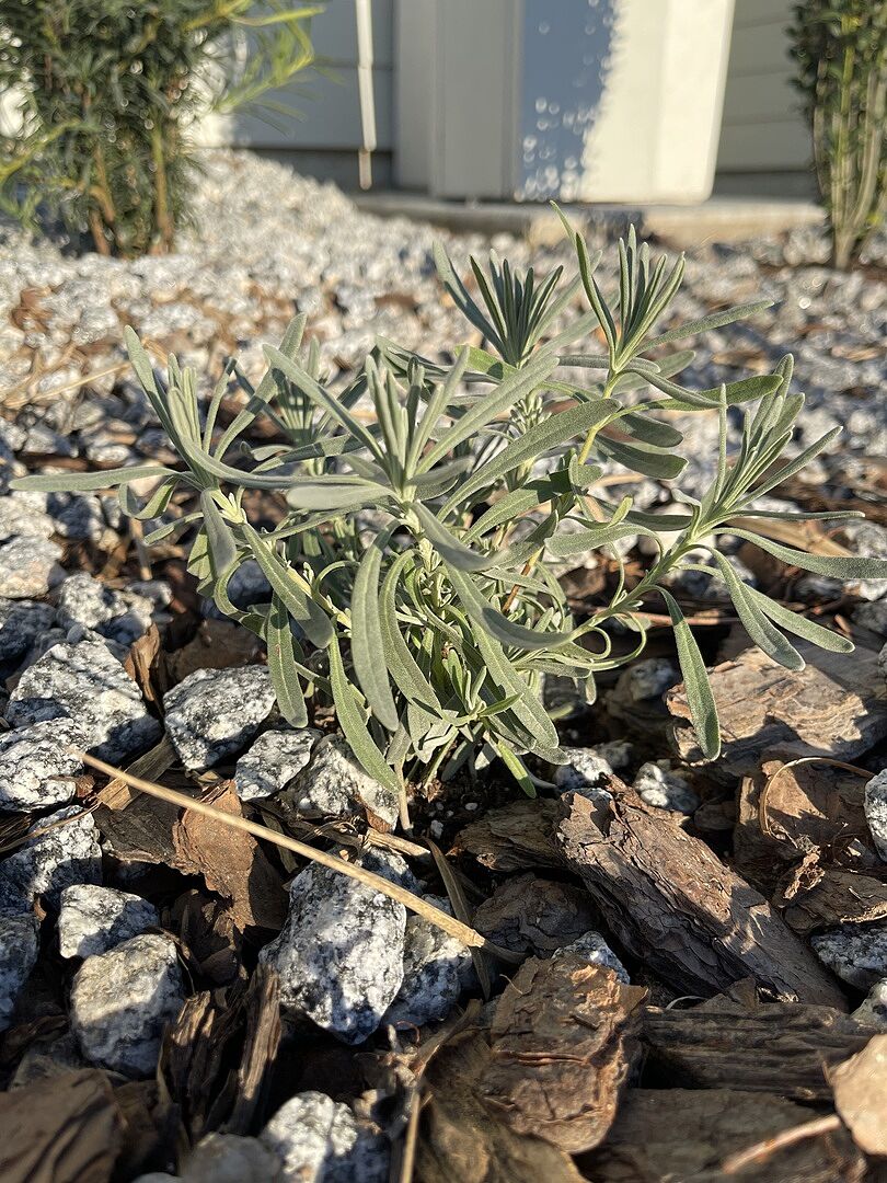 Excellent addition to my butterfly garden