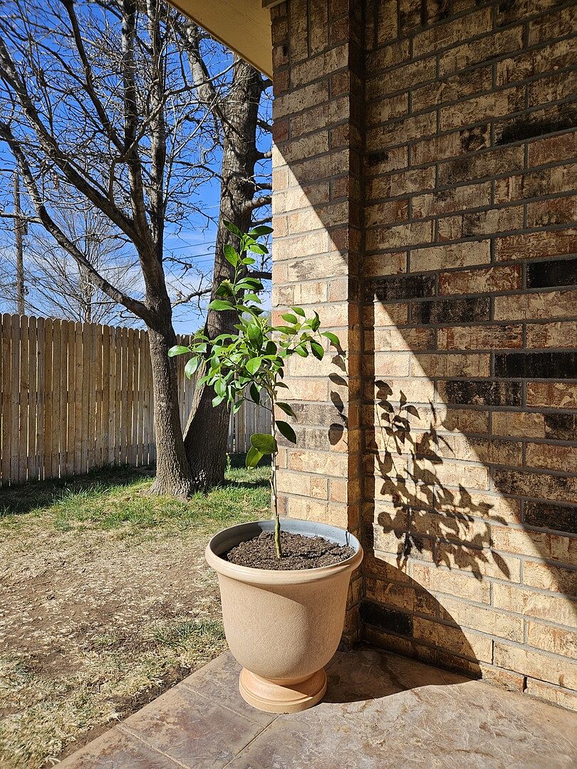 Meyer Lemon Tree