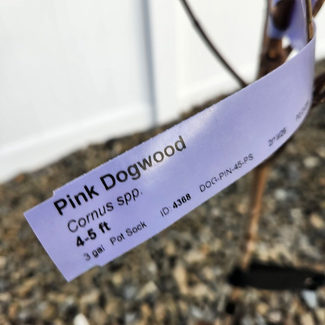 Media from review #4