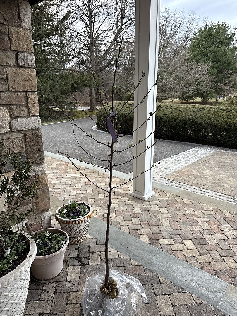 Yes The shape is beautiful It’s greening out Can’t wait to get it in the ground