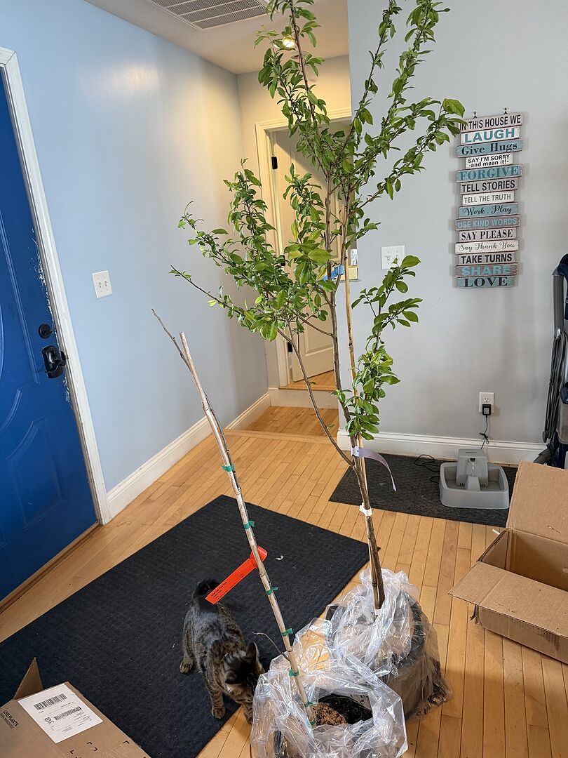 Looks nice and health. y