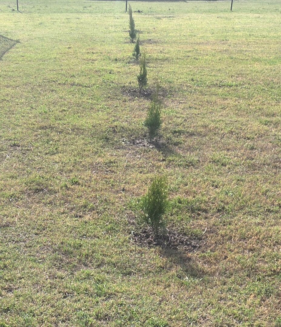 My baby trees arrived. Ive