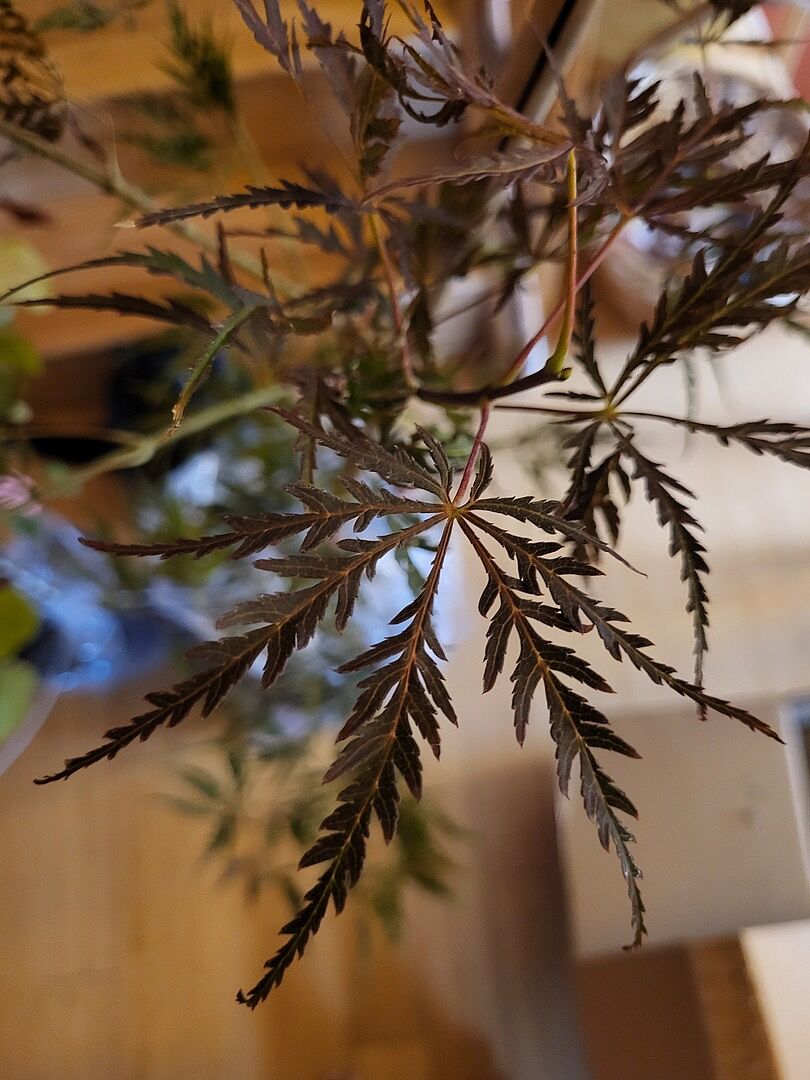 Tamukeyama Japanese Maple