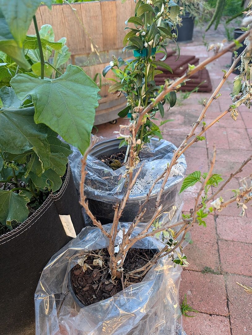 Came stressed and rootbound