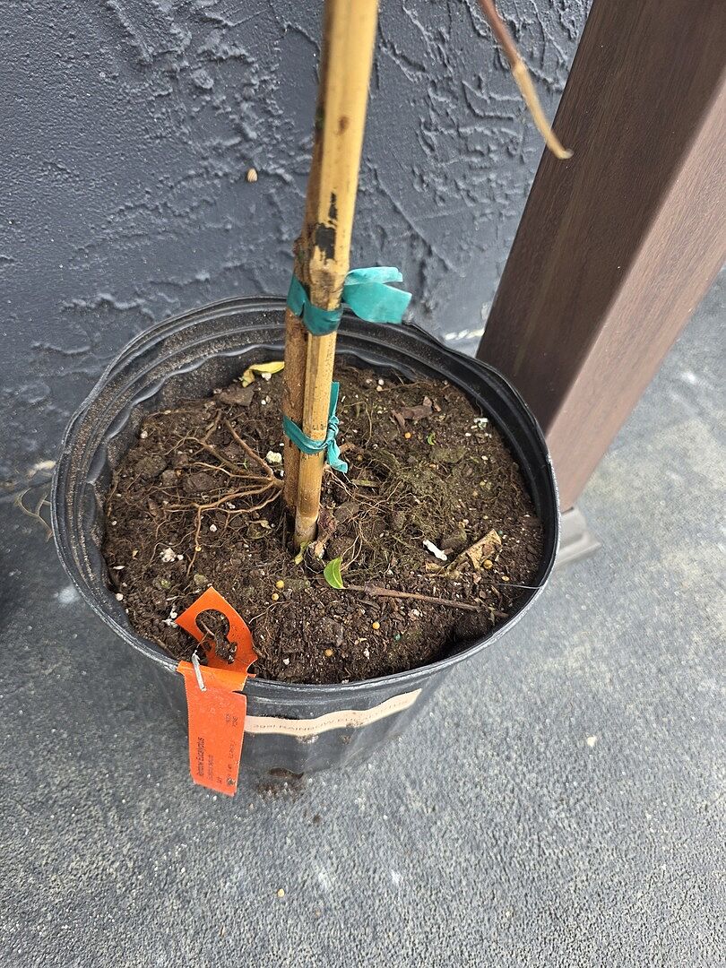 Rainbow Eucalyptus tree