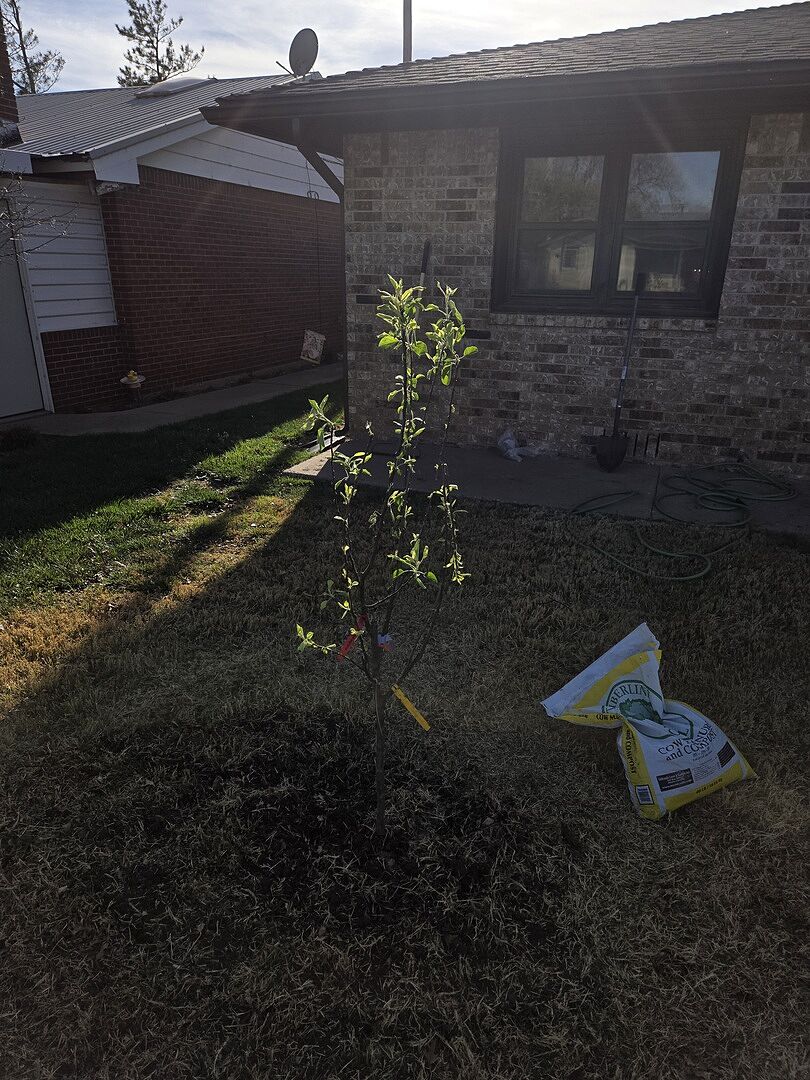 Tree arrived within a week