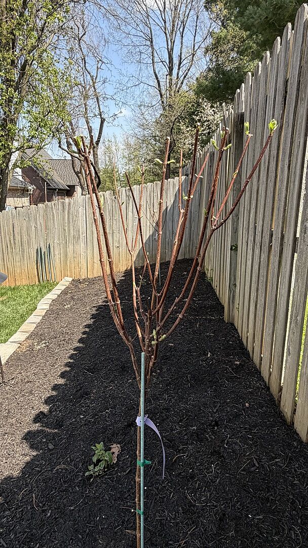 Looking tall and healthy!