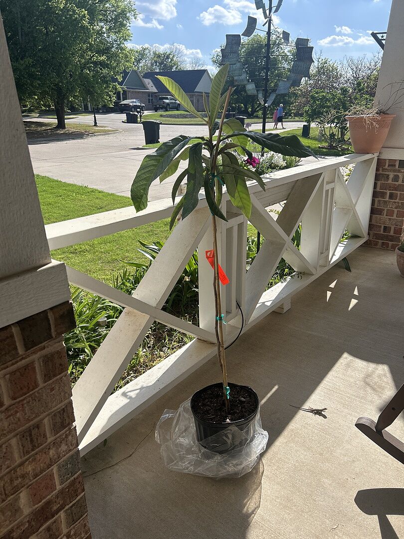 Very Nice Fruit Tree