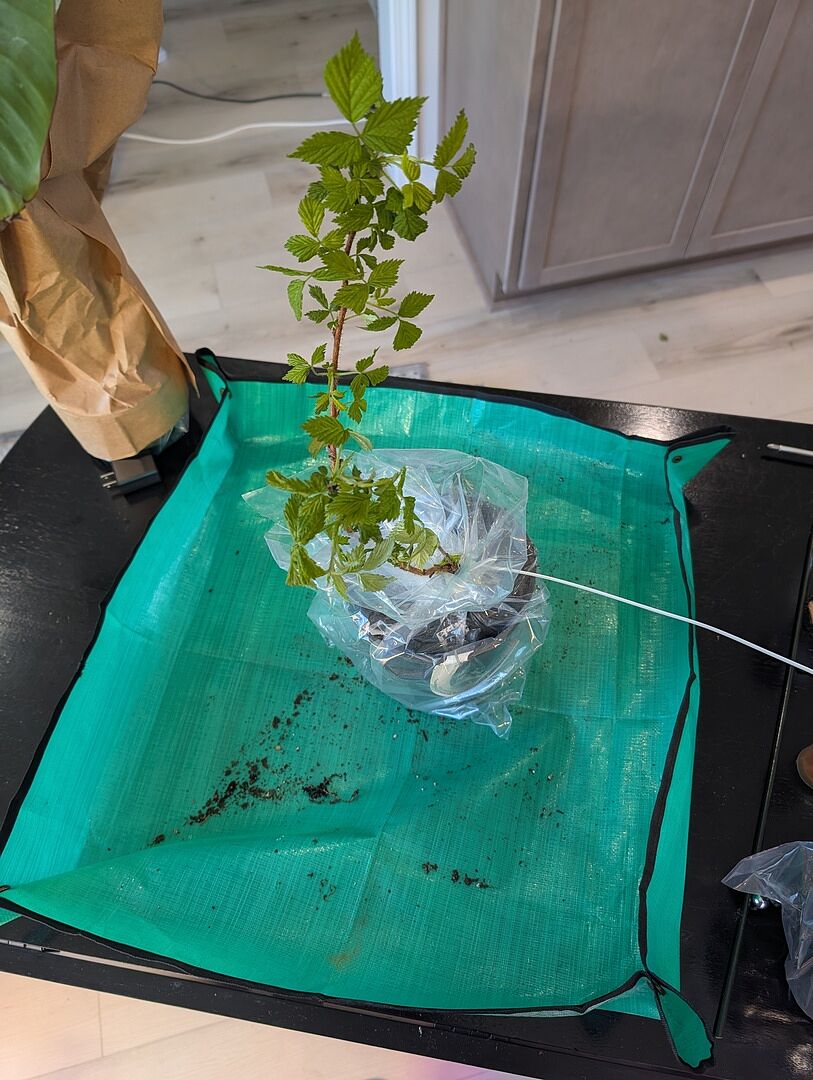 Better of the total order