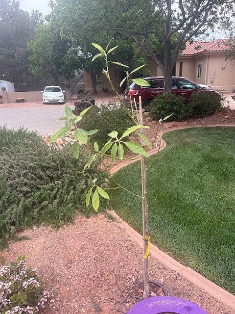 Magnolia was delivered and planted