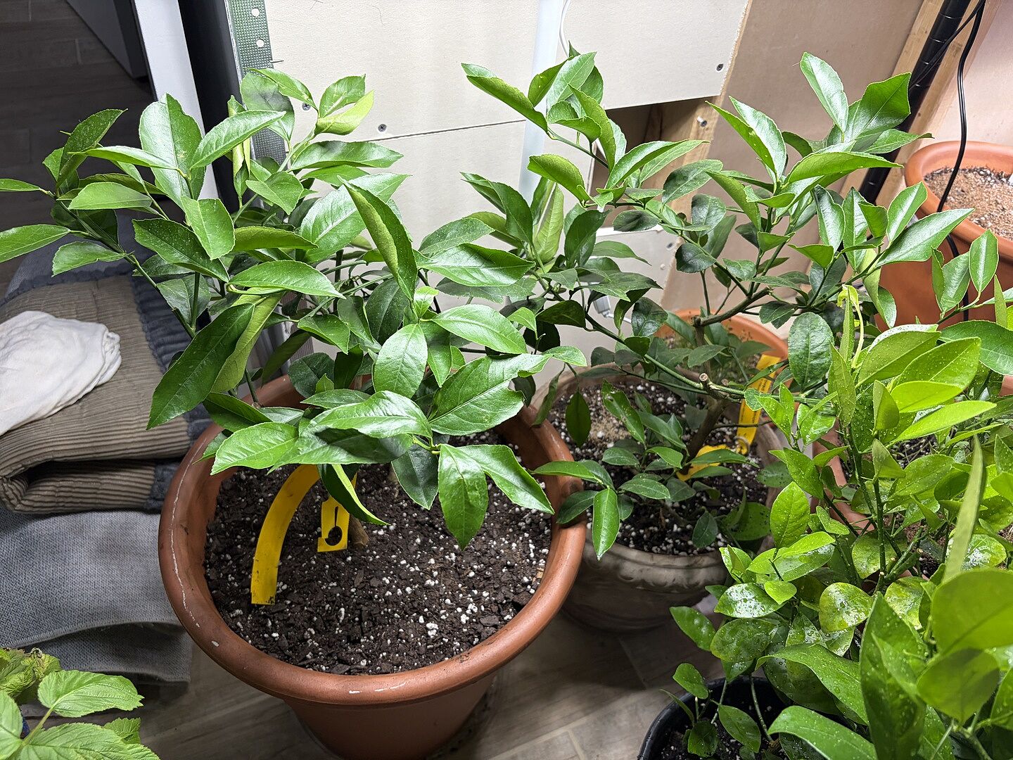 Lemon bush