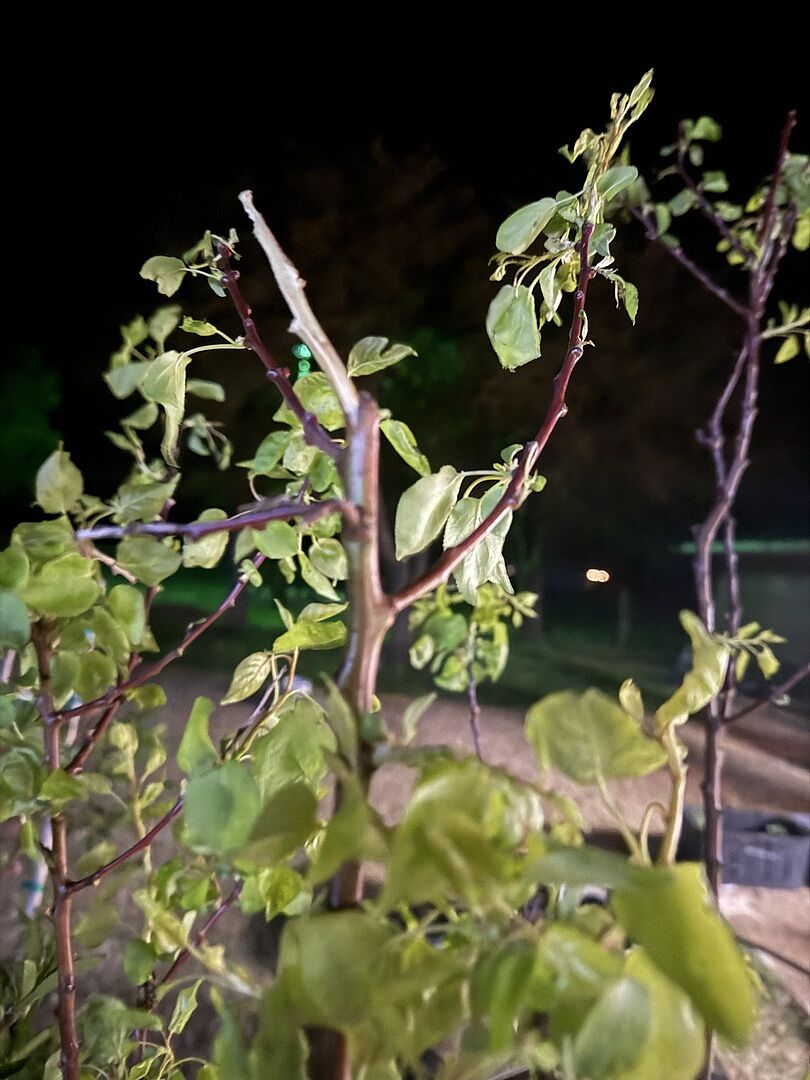 Blenheim apricot trees