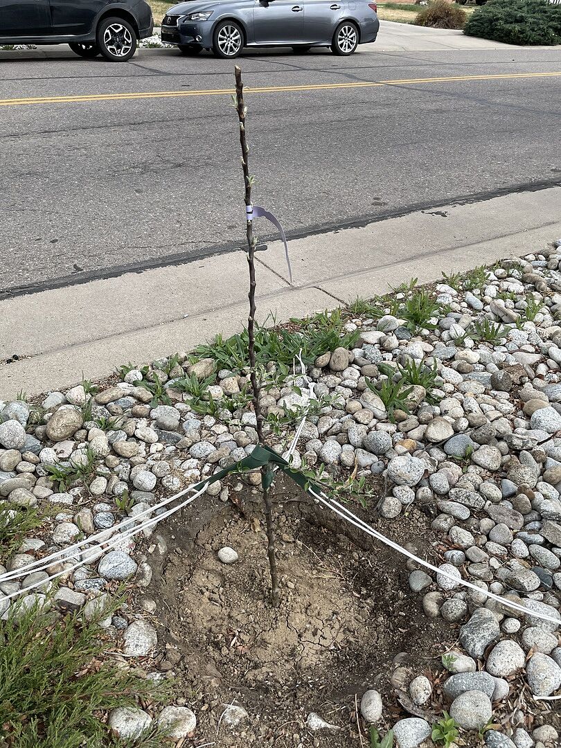 STUPENDOUS fruit trees the first month