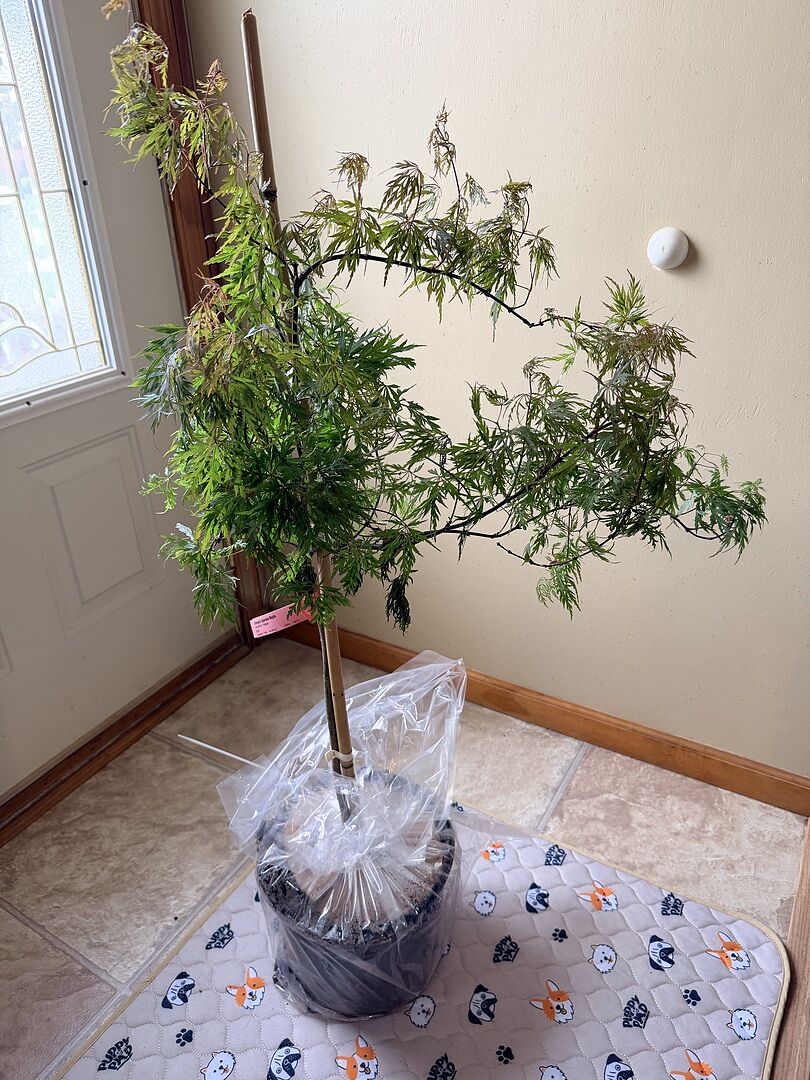 Fantastic little tree