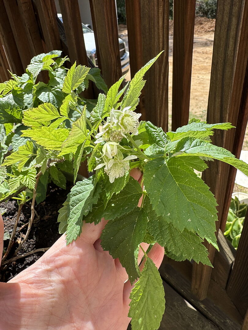 Exceeded expectations