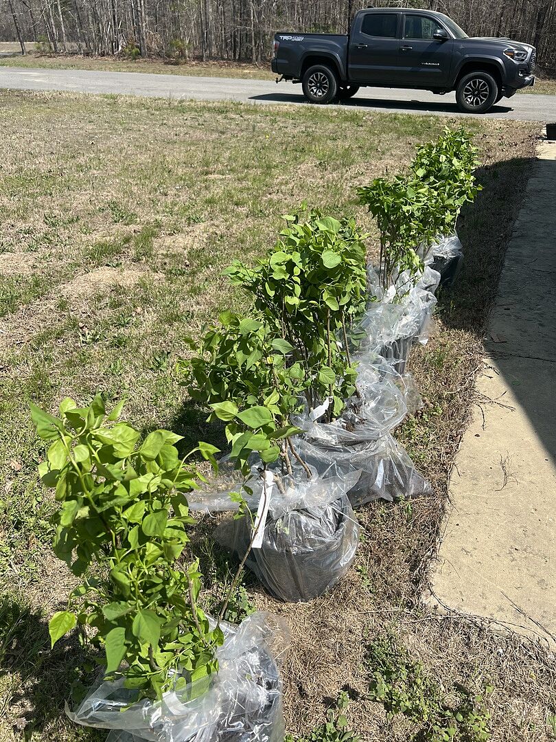 Lilac order impression