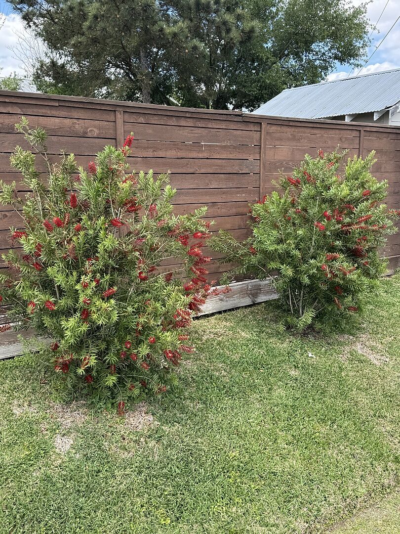 Bottlebrushes 18 months after planting