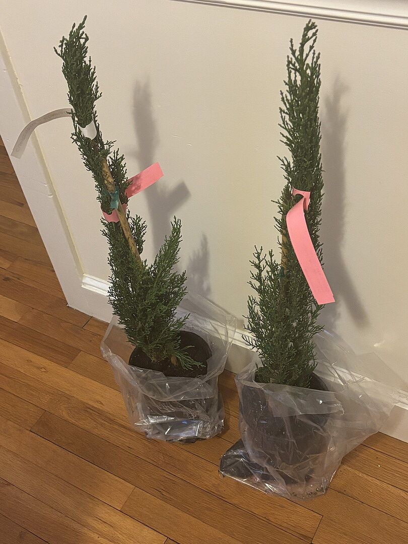 Media from review #1