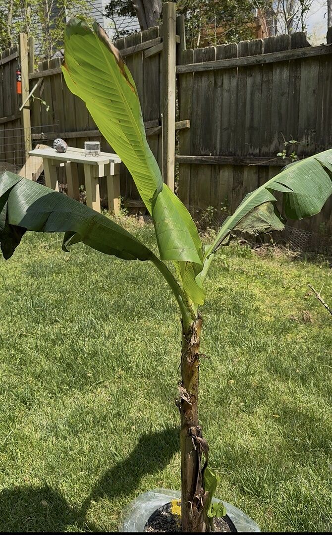 Banana Tree
