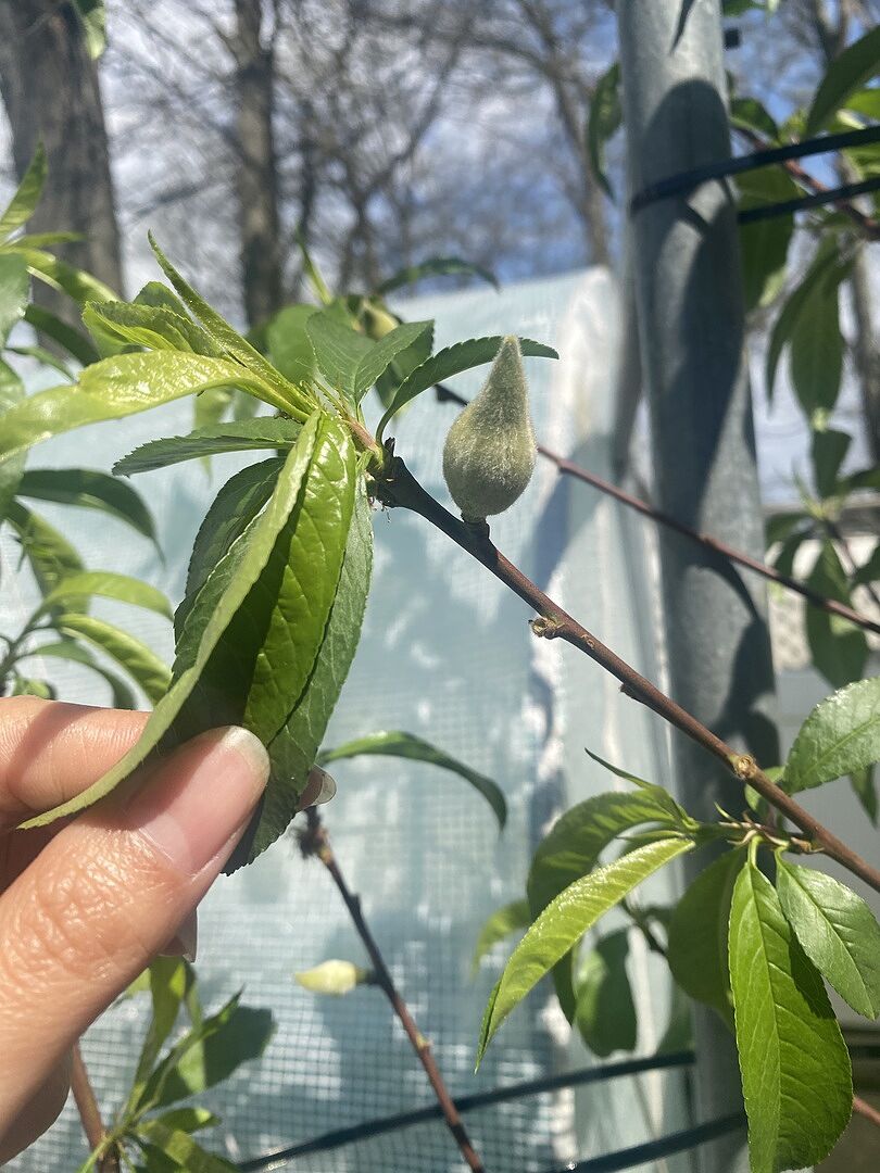 Media from review #2