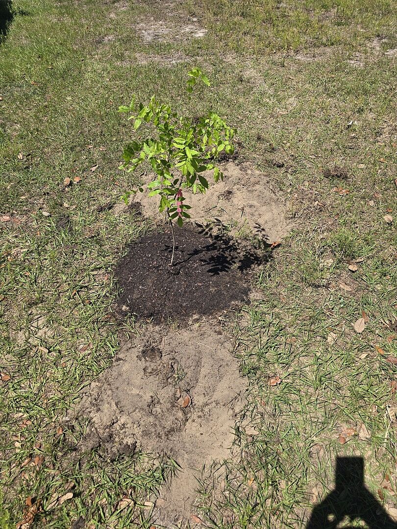 Very first tree I planted