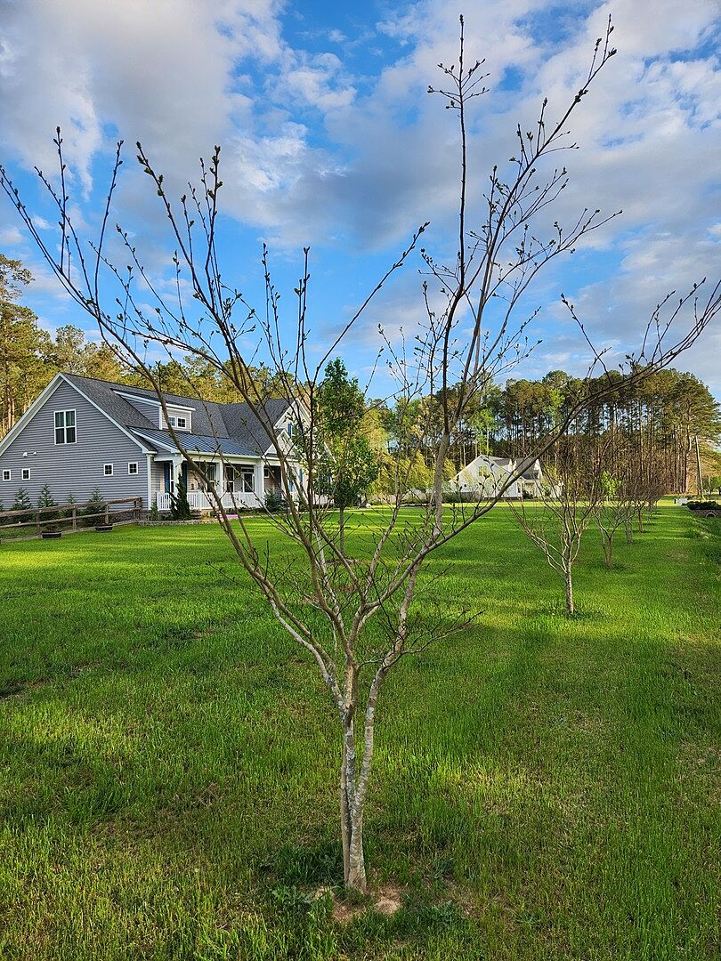 Muskeegee and Natchez Crepe Myrtles