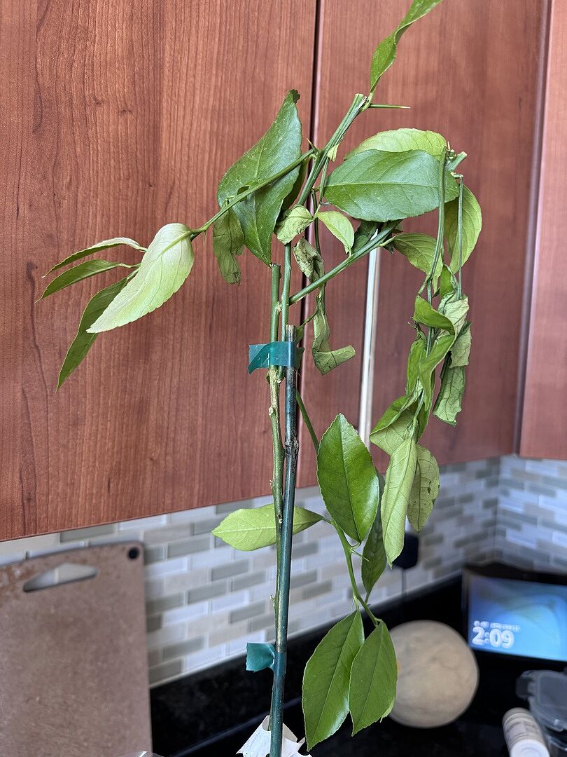 It’s here, green, and growing.