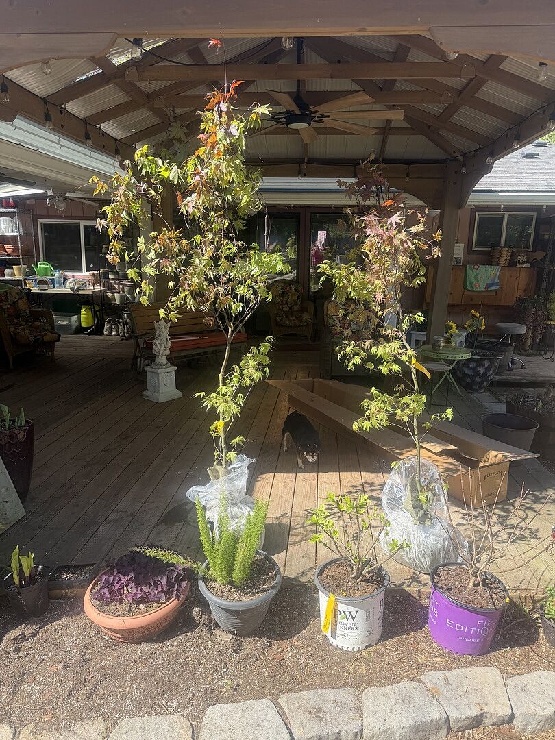 Bloodgood Japanese Maple Trees